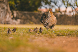 Under his wings: A God who gathers his brood